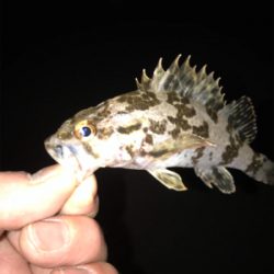 タケノコメバル