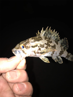 タケノコメバル