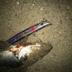 今年1匹目　小さいけどw