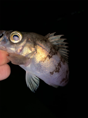 メバリングでヒット