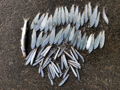 カタクチイワシとサッパ