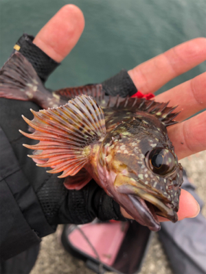 予報と違う天気でアラカブ