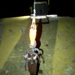 -4℃でもヒイカ釣りσ(^_^;)