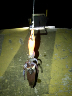 -4℃でもヒイカ釣りσ(^_^;)