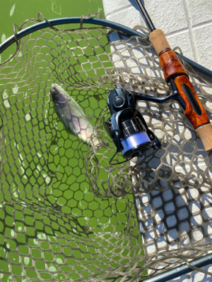 出勤前にサクッと管釣り