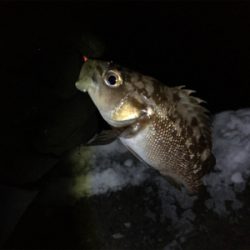 真冬の夏泊メバリング