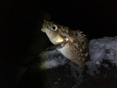 真冬の夏泊メバリング