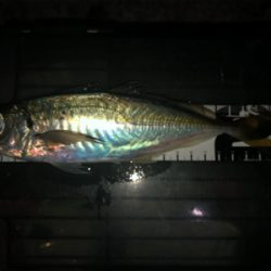 夕まずめチャレンジ