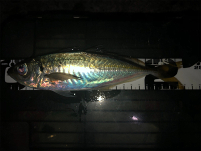 夕まずめチャレンジ