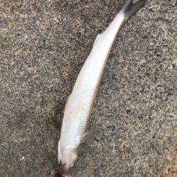 風も釣果も寒い寒い！