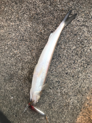 風も釣果も寒い寒い！