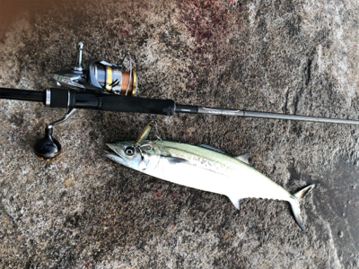 千歳地域 一応まだ釣れる…