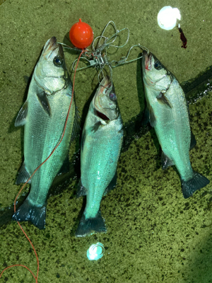 今年2021初！！朝マズメのヒラスズキ！！…