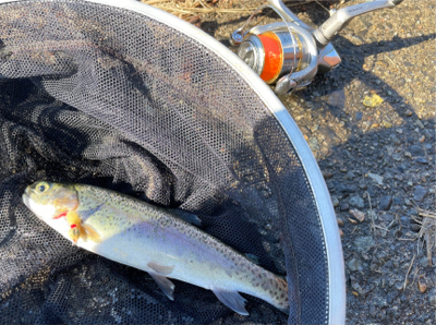 北方マス釣り場