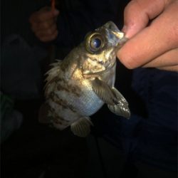 ちまちま根魚釣り