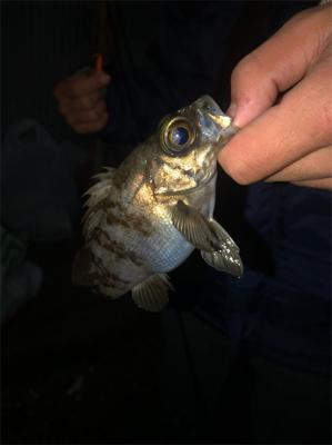 ちまちま根魚釣り