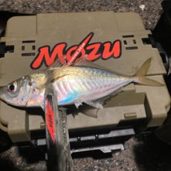 極寒・爆風アジング