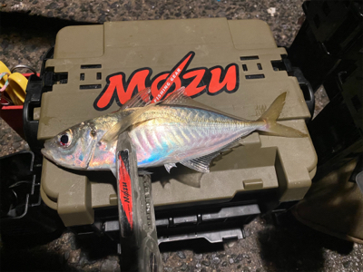 極寒・爆風アジング