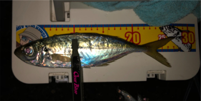 これでも竿頭(笑)