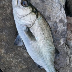 サラシの中のヒラスズキ！！