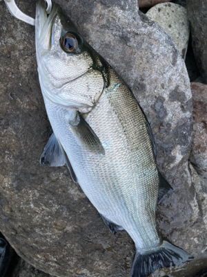 サラシの中のヒラスズキ！！