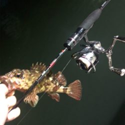 今年初釣りライトゲーム