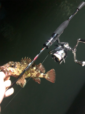 今年初釣りライトゲーム