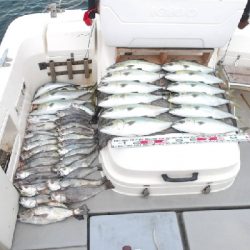 遊漁船SOUTH(サウス)釣果