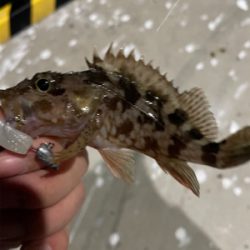 ガシラハンティング