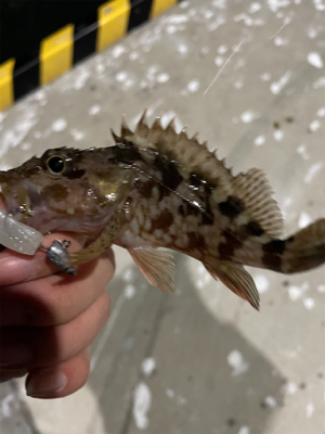 ガシラハンティング