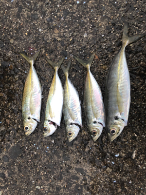 朝マズメチャレンジ