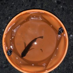 アジは何処に行ったの?