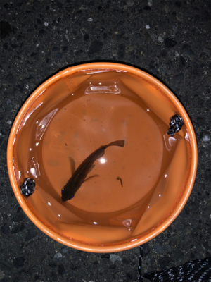 アジは何処に行ったの?