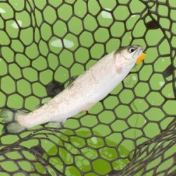 トラウトフィッシング