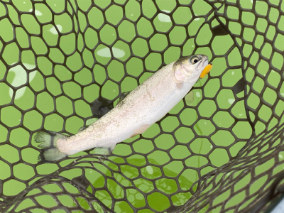 トラウトフィッシング