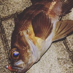 南港メバリング