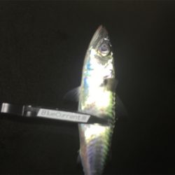 2021年淡路島初釣行!