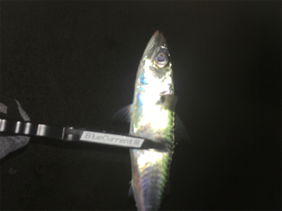 2021年淡路島初釣行!