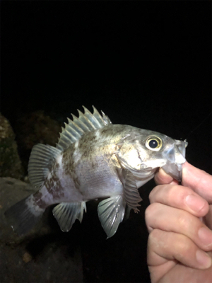 サイズが出ない。