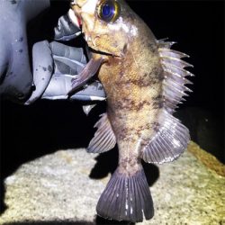 極寒メバリング