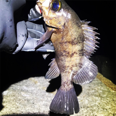 極寒メバリング