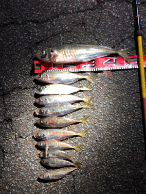 2021年初釣り　アジ５０cmȃ…