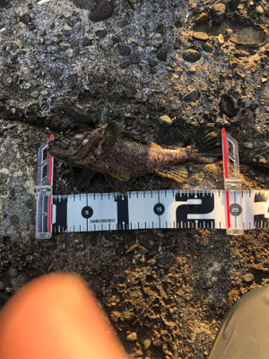 冬といえば穴釣り