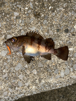 新ロッドにてアジング