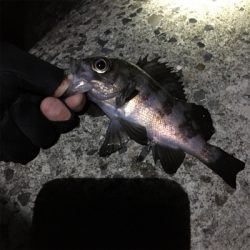 久々メバリング