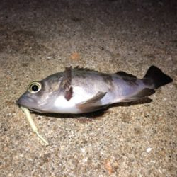 ガルプしばりメバリング