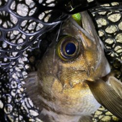 メバリング快調!