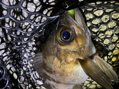 メバリング快調!