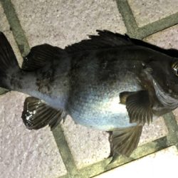 超腹パンメバル！