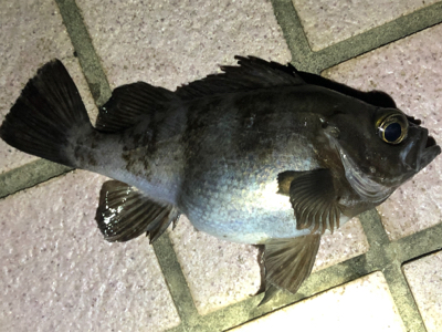 超腹パンメバル！